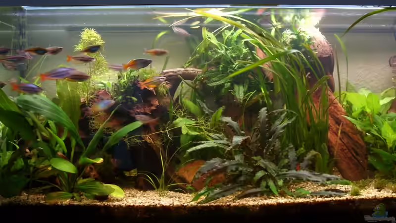 Aquarium Hauptansicht von Becken 20534 von tsmeey (1)