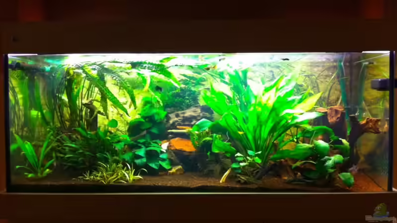 Aquarium Hauptansicht von Becken 20576 von Smiek44 (1)