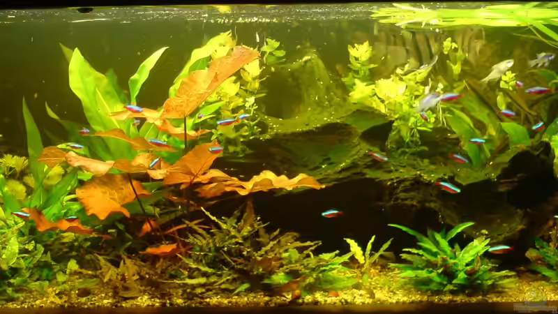 Aquarium Hauptansicht von Becken 20626 von Thorbenhendrik (1)