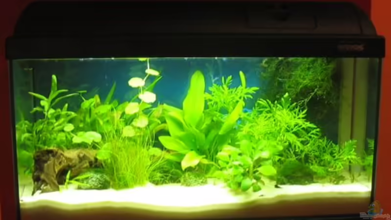 Aquarium Hauptansicht von Becken 2066 von Heike Bergmann