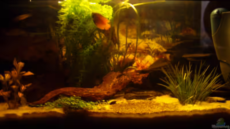 Aquarium Hauptansicht von Becken 2068 von Steffen Gahm (1)