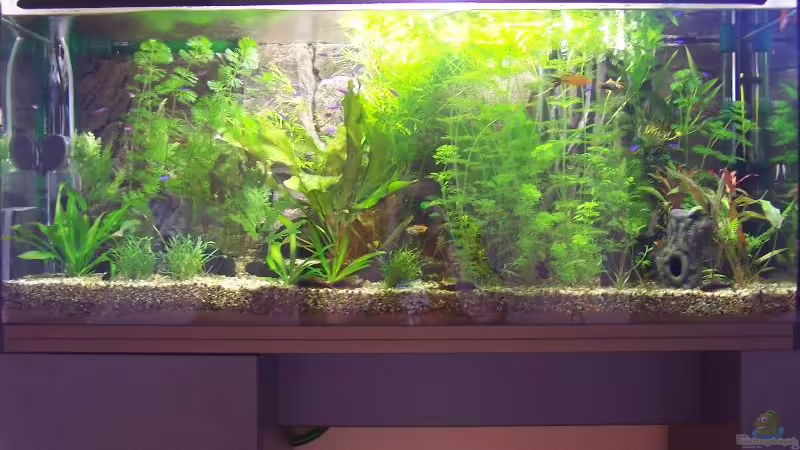 Aquarium Hauptansicht von Becken 2080