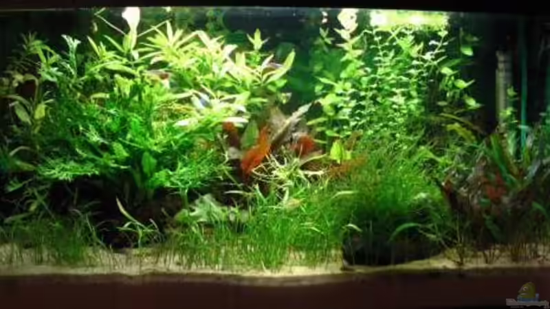 Aquarium Hauptansicht von Becken 2082 von Claudia Knops (1)