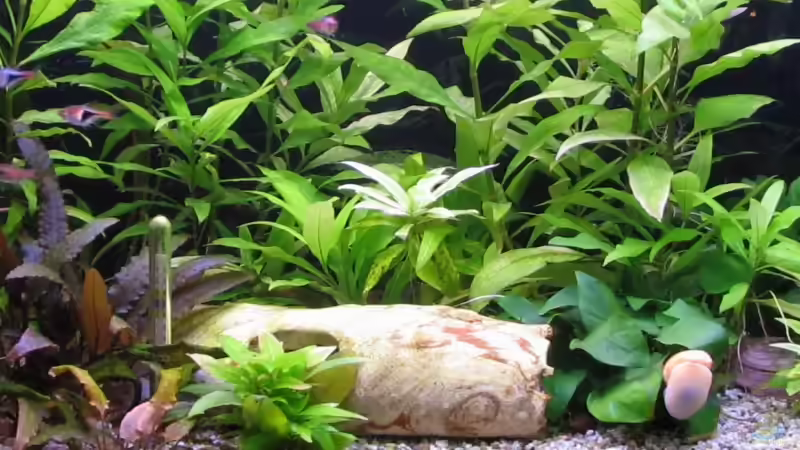 Aquarium Hauptansicht von Becken 2088 von Oliver Liborius (1)