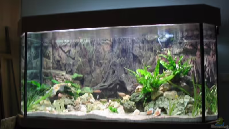 Aquarium Hauptansicht von Becken 2090 von Britta Schneider (1)