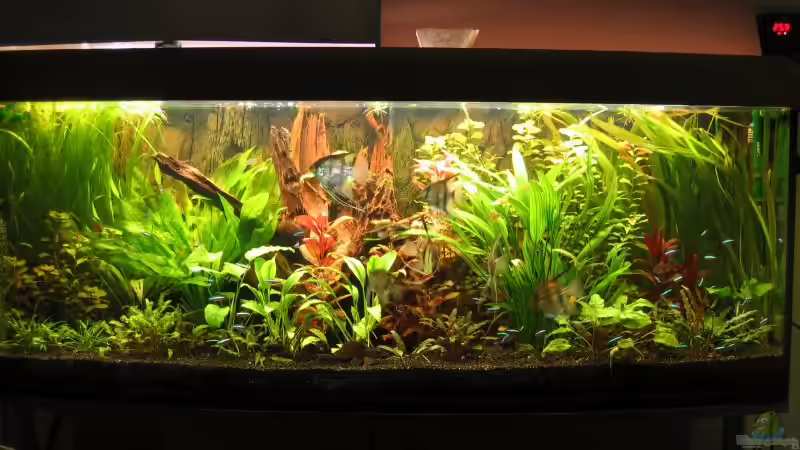 Aquarium Hauptansicht von Becken 2091 von Gerrit Buck (1)