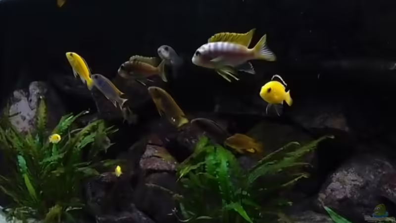 Aquarium Hauptansicht von Becken 20933