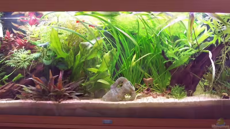 Aquarium Hauptansicht von Becken 2094 von Sven Pohlner (1)