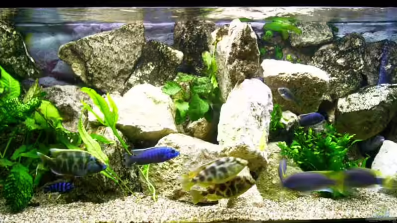 Aquarium Hauptansicht von Becken 21 von Stephan Rühl (1)
