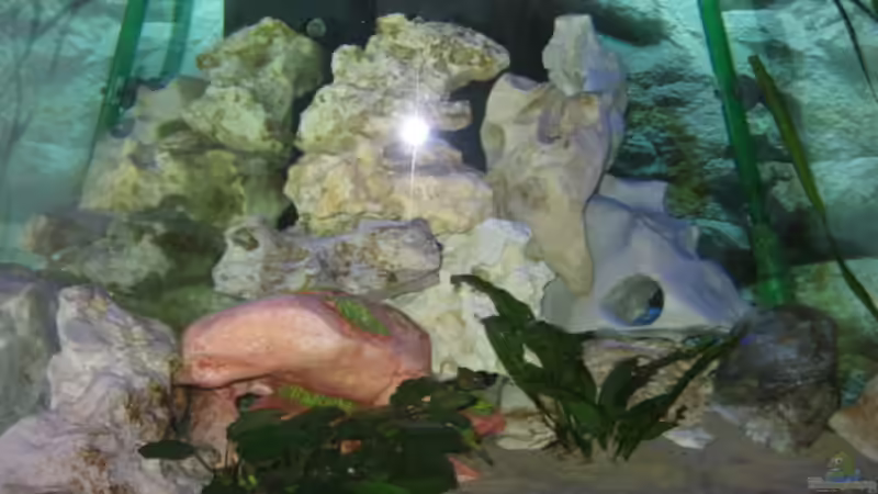 Aquarium Hauptansicht von Becken 2106