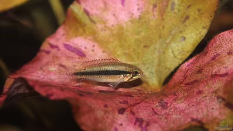 Aquarium Hauptansicht von Becken 21077 von Tobias Franck (1)