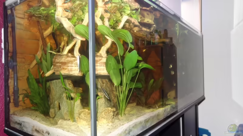 Aquarium Hauptansicht von Becken 21129