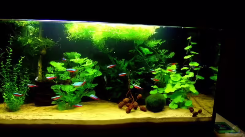 Aquarium Hauptansicht von Becken 2113 von Andreas Mehner (1)