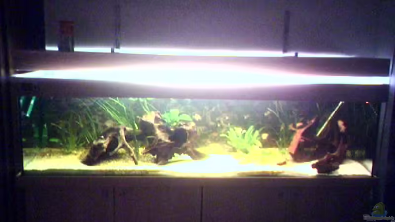 Aquarium Hauptansicht von Becken 2125