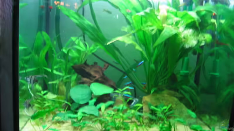 Aquarium Hauptansicht von Becken 2128