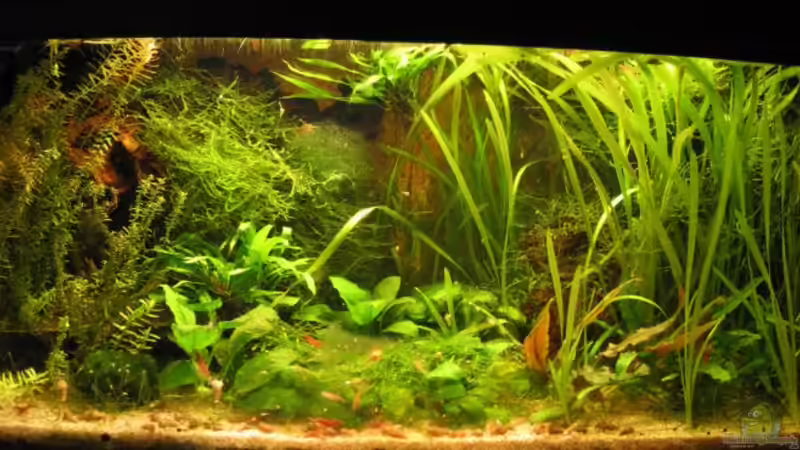 Aquarium Hauptansicht von Becken 2136 von Gerrit Buck (1)