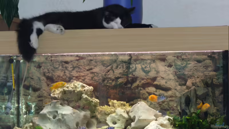 Aquarium Hauptansicht von Becken 2137 von Sandro Hänsel (1)