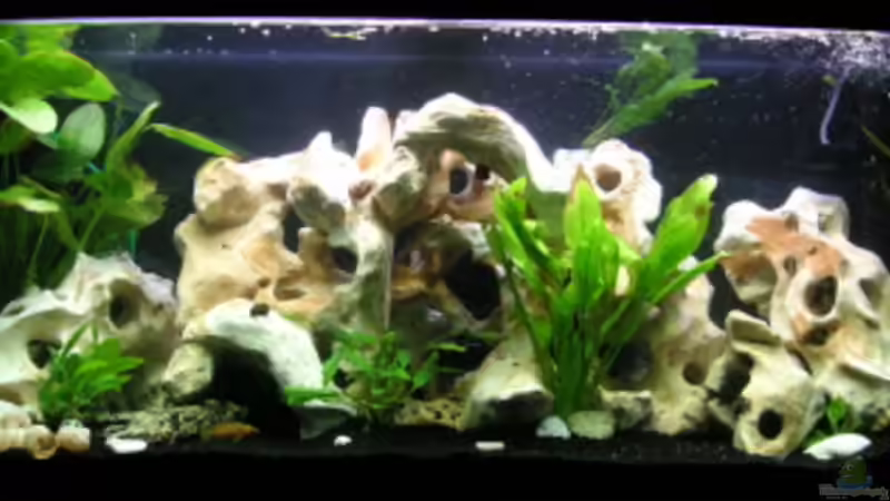 Aquarium Hauptansicht von Becken 2143 von Janita Webeler (1)