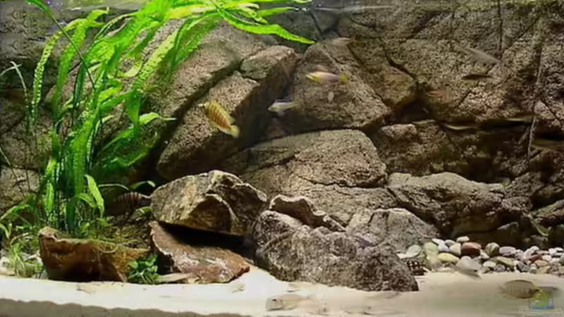 Aquarium Hauptansicht von Becken 216 von Norbert Ruhnau (1)