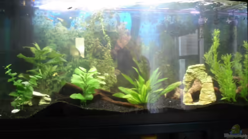 Aquarium Hauptansicht von Becken 2182 von Daniela Echter (1)