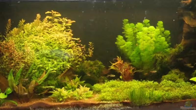 Aquarium Hauptansicht von Becken 21928 von mikkel