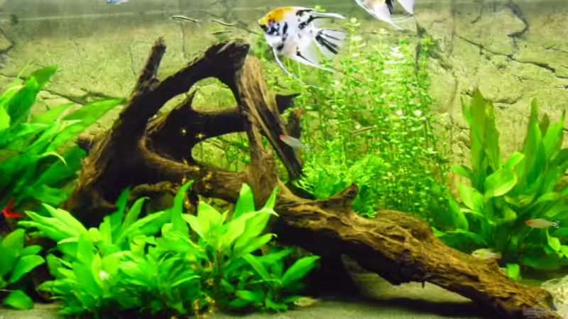 Aquarium Hauptansicht von Becken 21936 von Andy 86 (1)