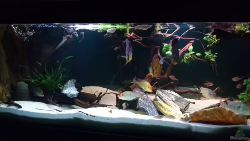 Aquarium Hauptansicht von Becken 21944