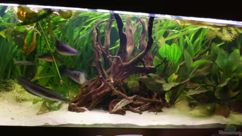 Aquarium Hauptansicht von Becken 2198