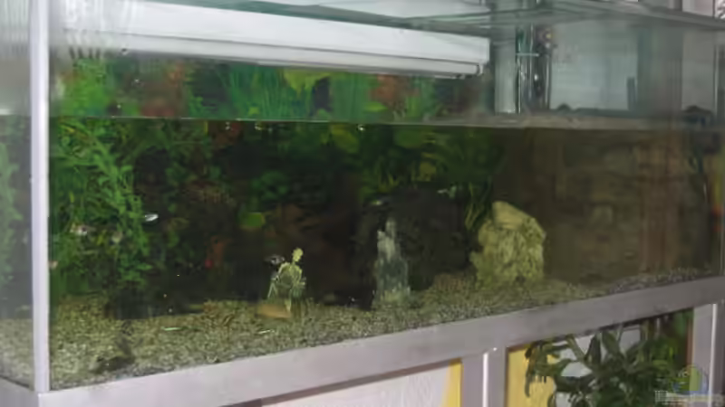 Aquarium Hauptansicht von Becken 2199