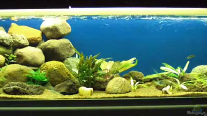 Aquarium Hauptansicht von Becken 22 von Mareike Marten (1)