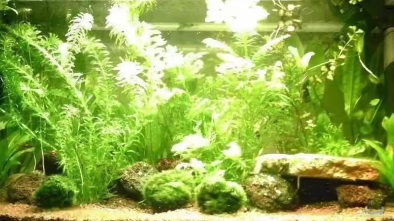 Aquarium Hauptansicht von Becken 2200 Aquarium Hauptansicht von Becken 2200