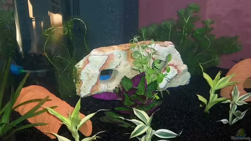 Aquarium Hauptansicht von Becken 22040 von gorni