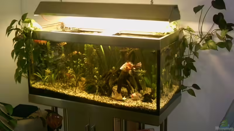 Aquarium Hauptansicht von Becken 2208 von Ronald Boshold (1)