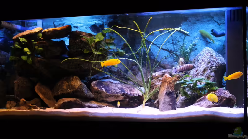 Aquarium Hauptansicht von Becken 22123 von chanty (1)