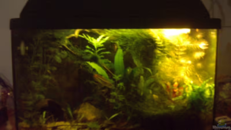 Aquarium Hauptansicht von Becken 2215