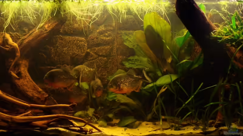 Aquarium Hauptansicht von Becken 22157 von Pülschi 87 (1)