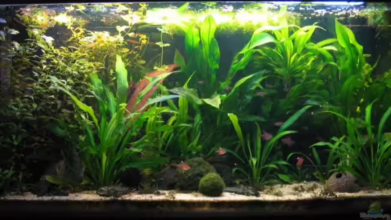 Aquarium Hauptansicht von Becken 2216 von Ralf Henrichmann (1)