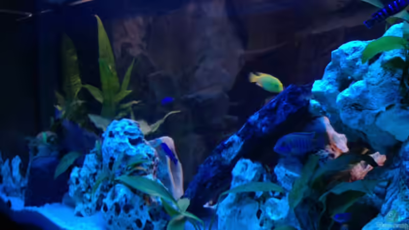 Aquarium Hauptansicht von Becken 22235