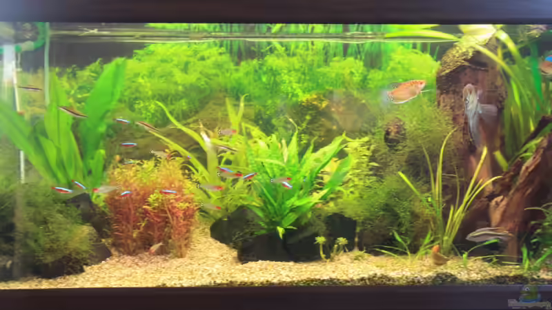 Aquarium Hauptansicht von Becken 22236 von Yannik