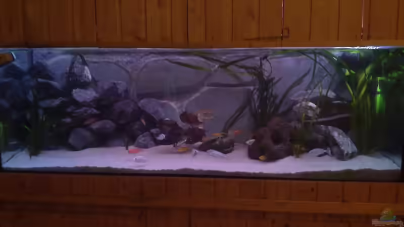 Aquarium Hauptansicht von Becken 22286 von Antonio Di Simone (1)