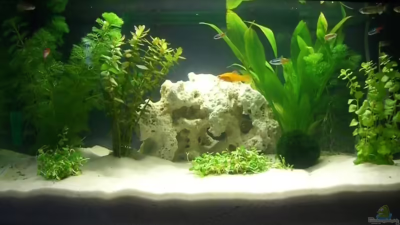 Aquarium Hauptansicht von Becken 2236 von Torsten Enders (1)