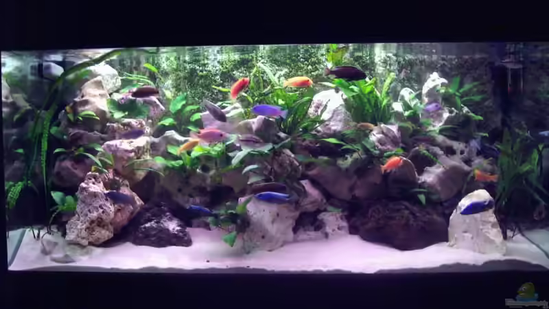 Aquarium Hauptansicht von Becken 2238 von Melli Hahn (1)