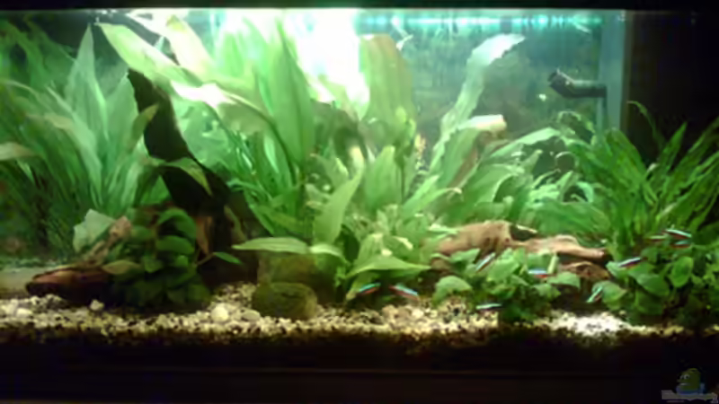 Aquarium Hauptansicht von Becken 2248 von Katrin Reuther (1)