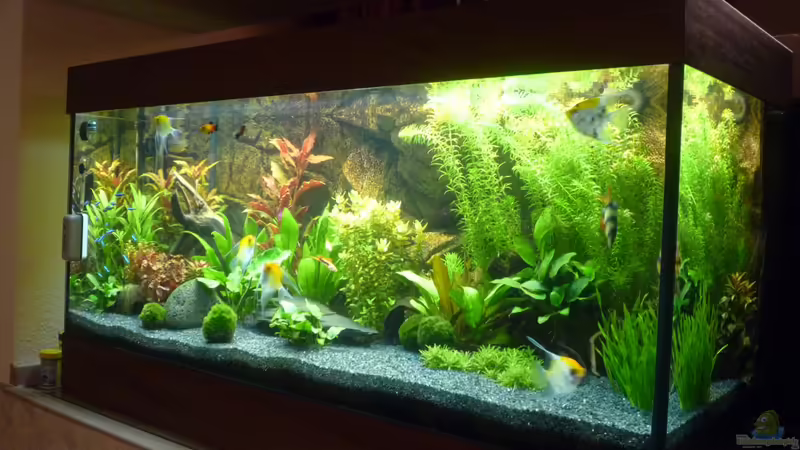 Aquarium Hauptansicht von Becken 22527 von Björn Heuer (1)