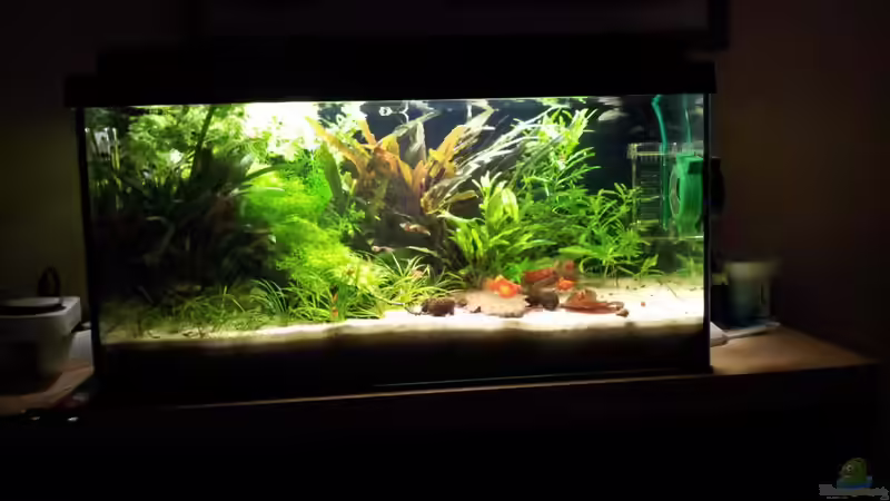 Aquarium Hauptansicht von Becken 22586 (nicht mehr aktuell) von janemann (1)
