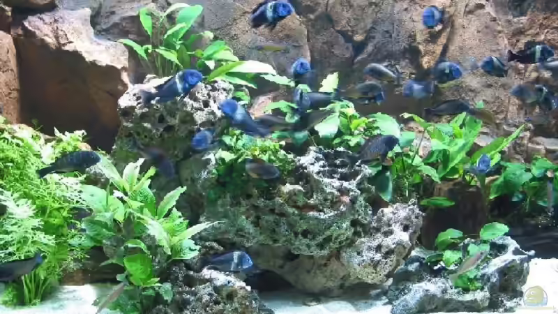 Aquarium Hauptansicht von Becken 226 von Matthias Ehrhardt (1)