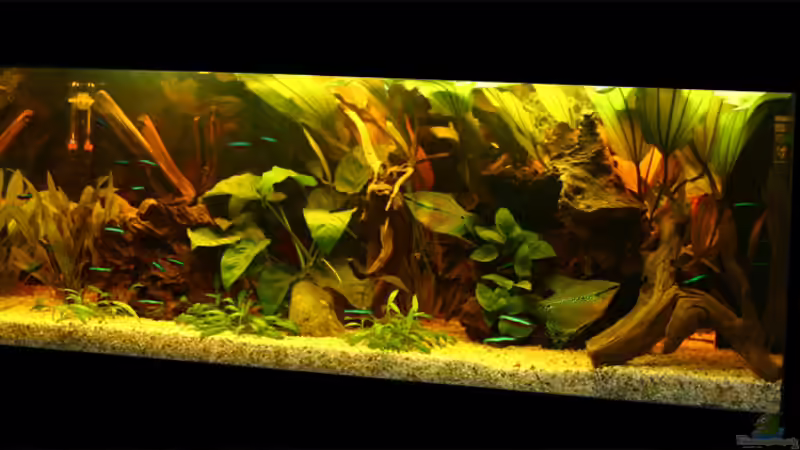 Aquarium Hauptansicht von Becken 2261 von Maika Haimann (1)