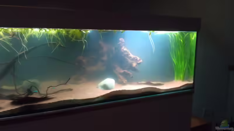Aquarium Hauptansicht von Becken 22617