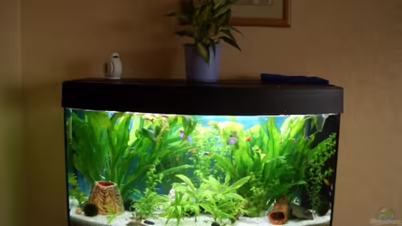 Aquarium Hauptansicht von Becken 2263