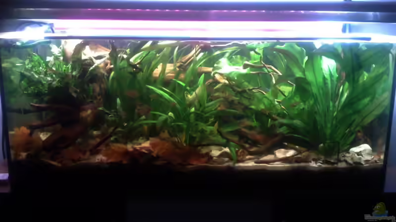 Aquarium Hauptansicht von Becken 22641